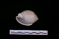 藏品(斑帶鬘螺)的圖片